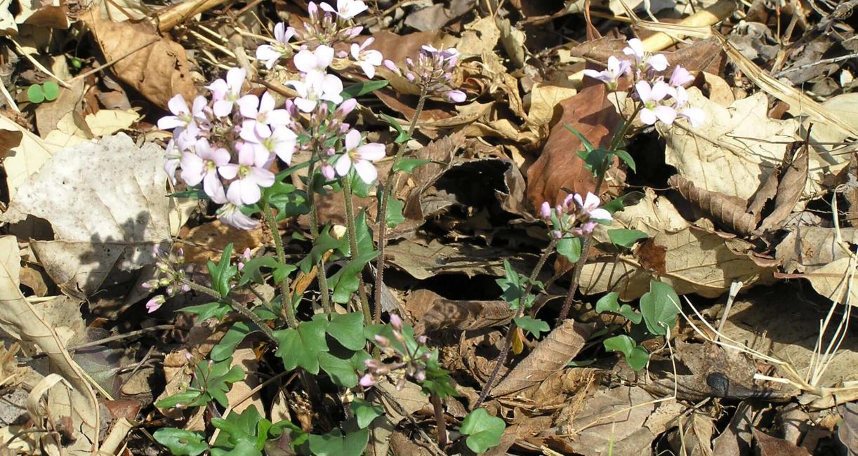 Purple Cress habit