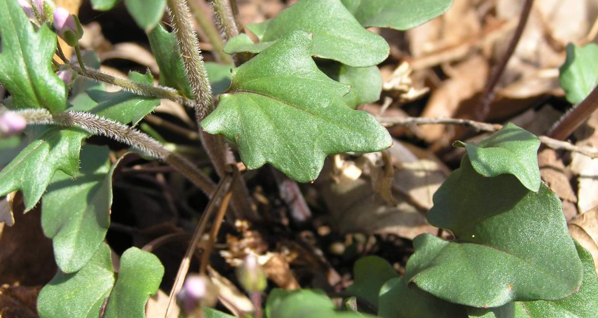 Purple Cress leaves