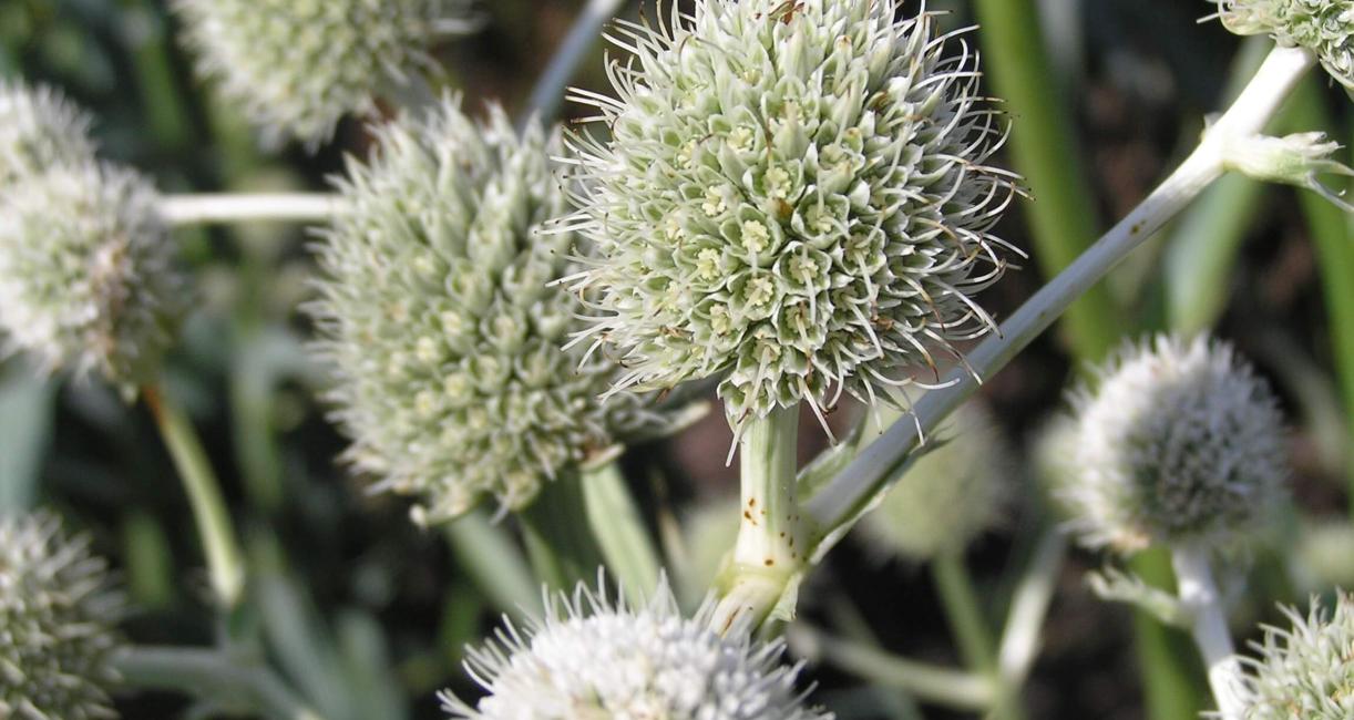 Rattlesnake Master flower
