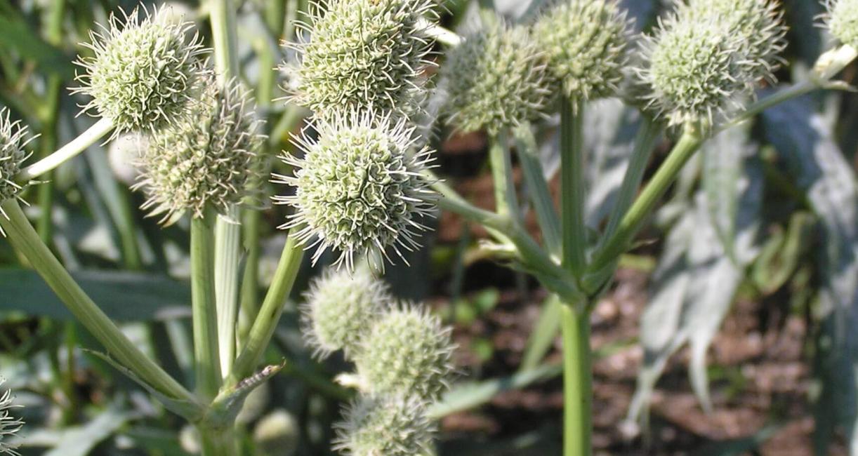 Rattlesnake Master flower