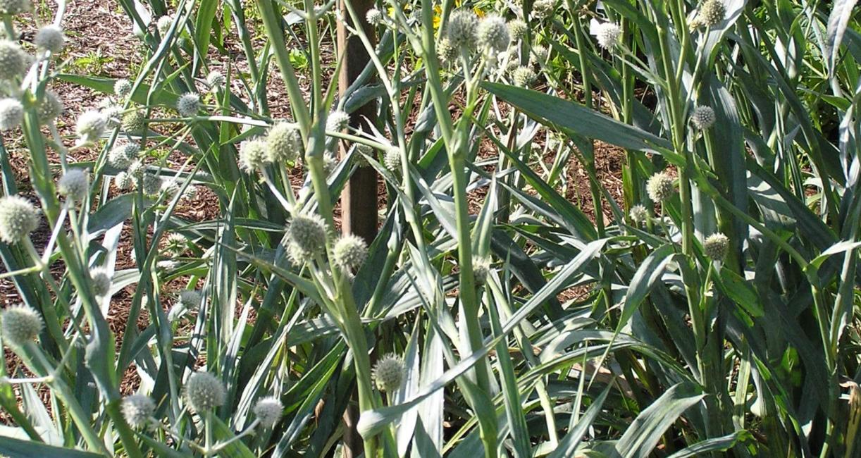 Rattlesnake Master habit