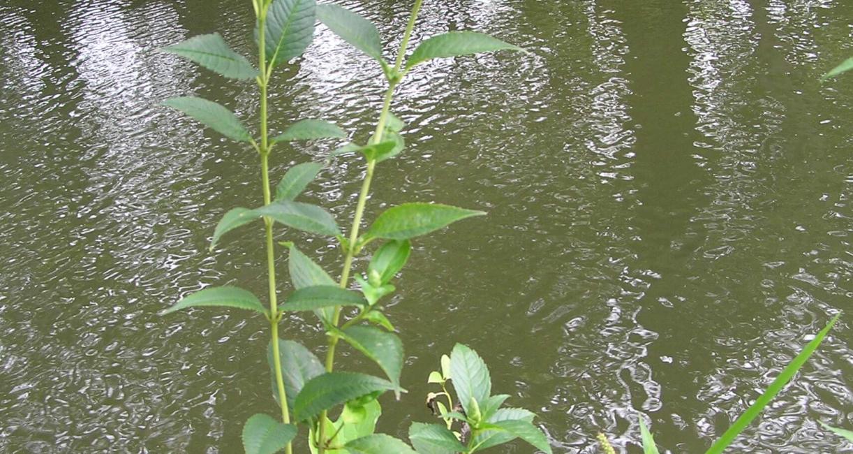 Red Turtlehead habit