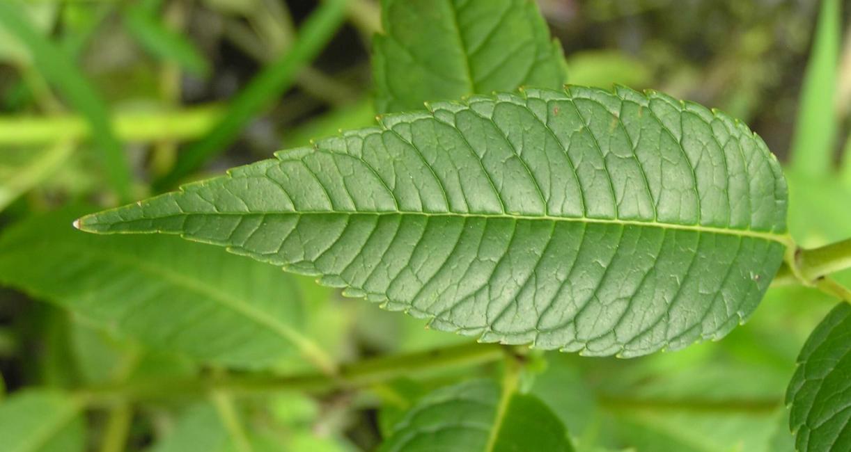 Red Turtlehead leaves
