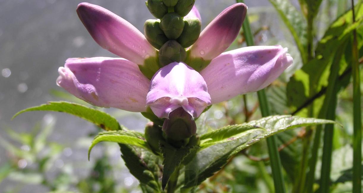 Red Turtlehead