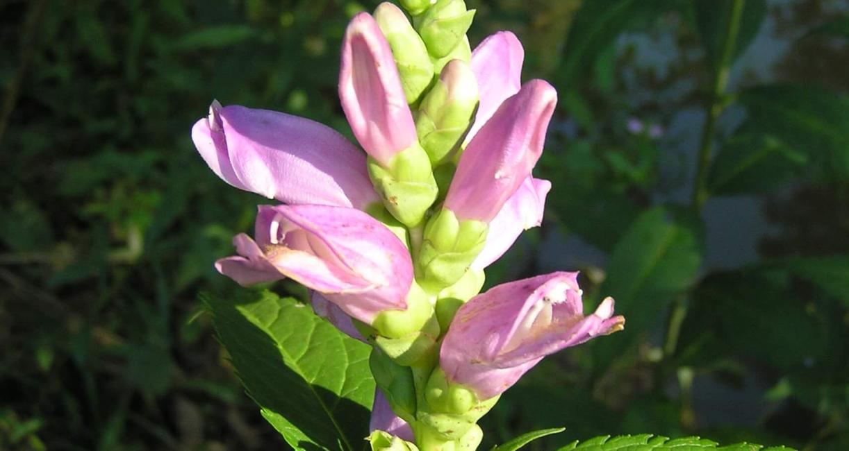 Red Turtlehead
