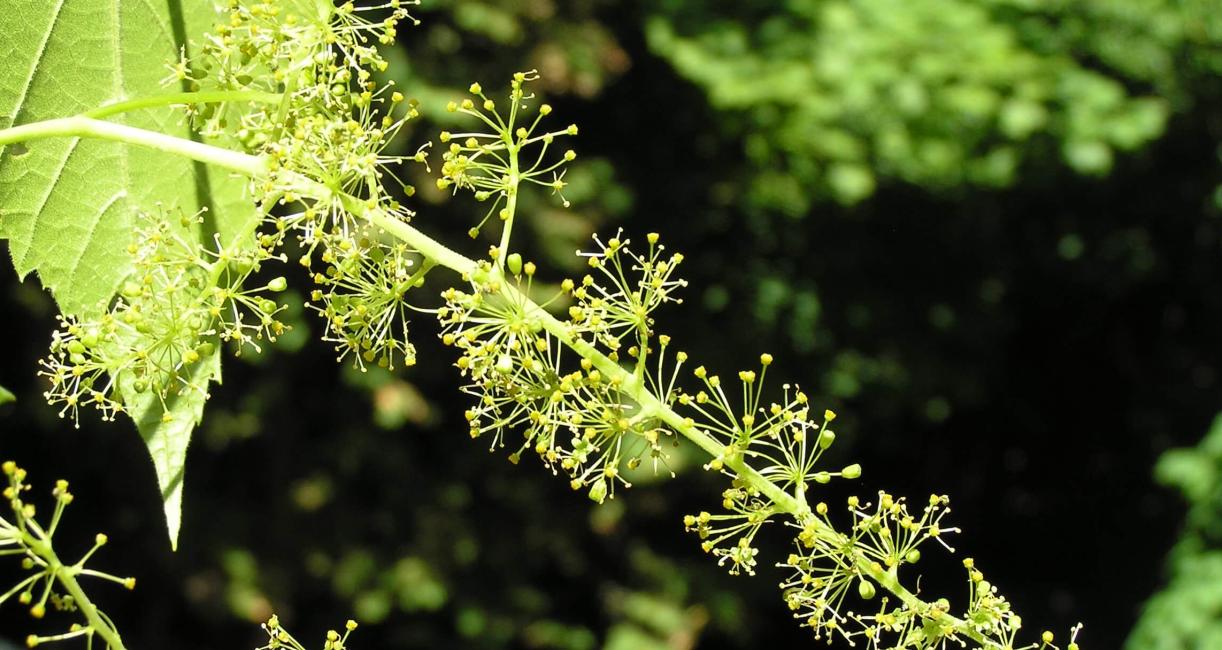Riverbank Grape flower