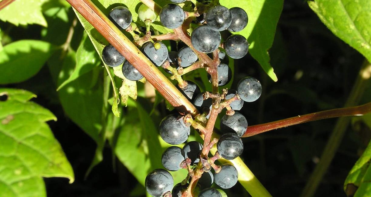 Riverbank Grape fruit