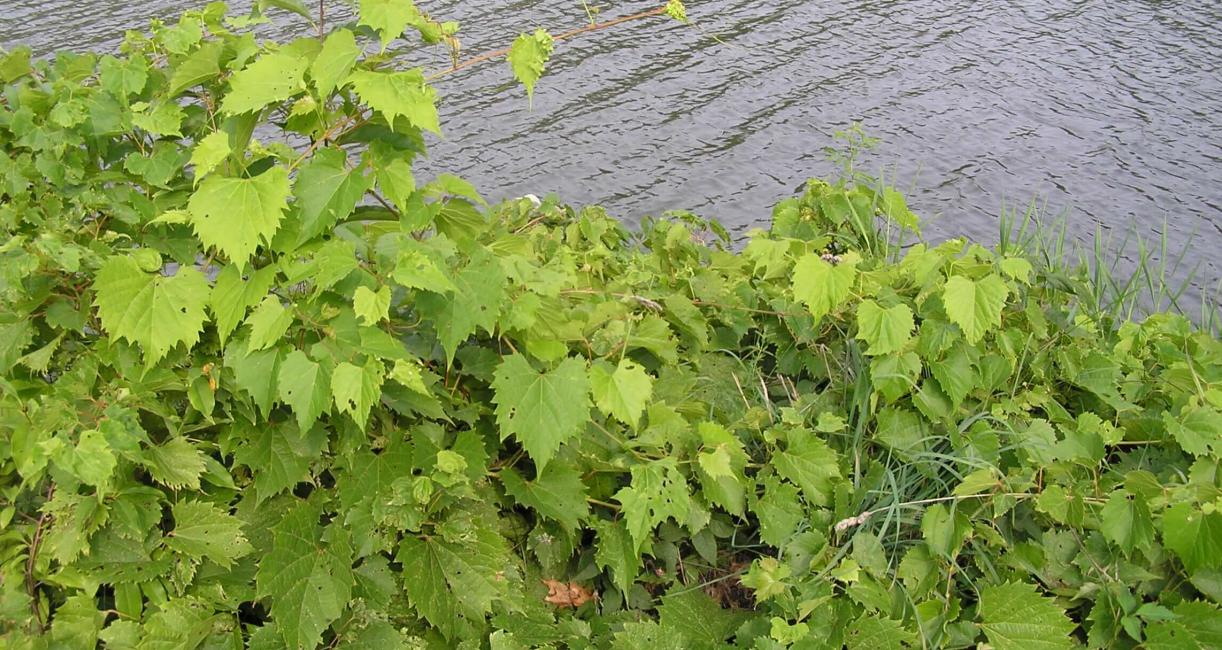 Riverbank Grape habit