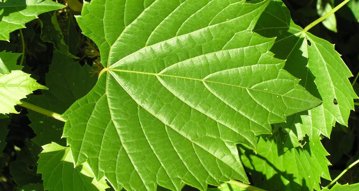 Riverbank Grape leaves