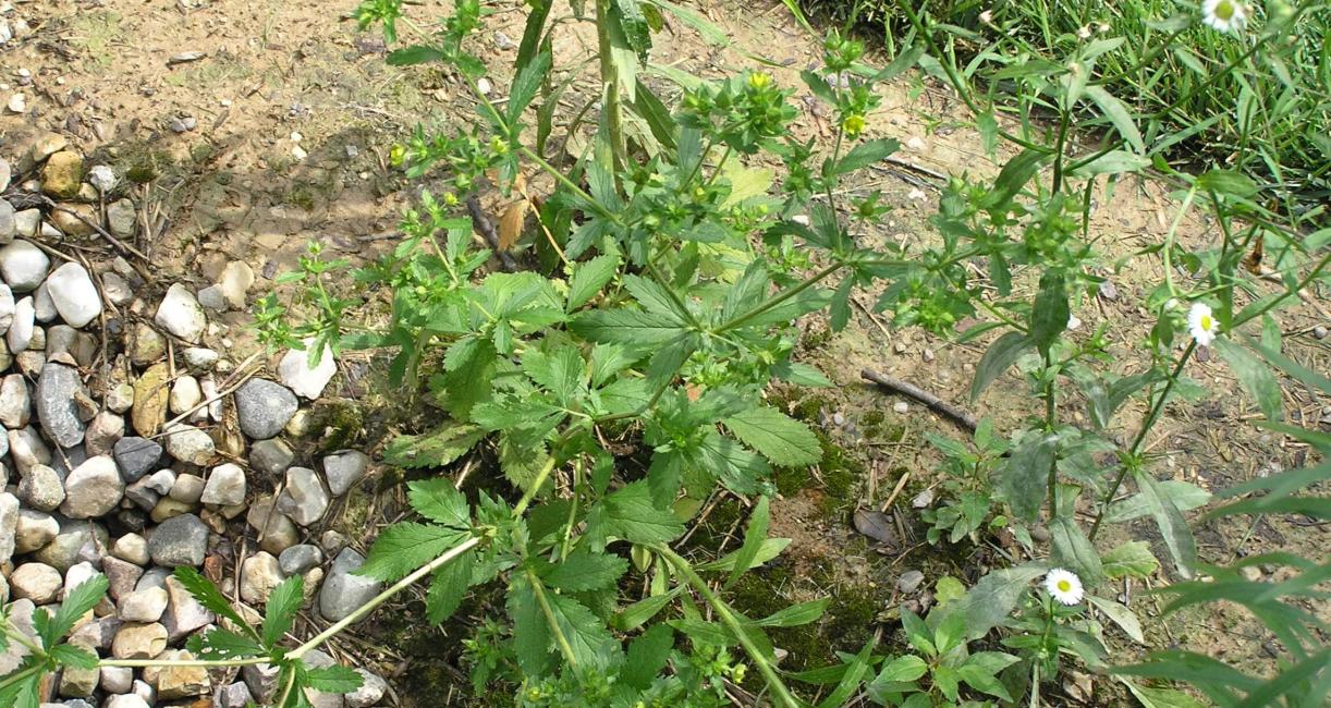 Rough Cinquefoil habit