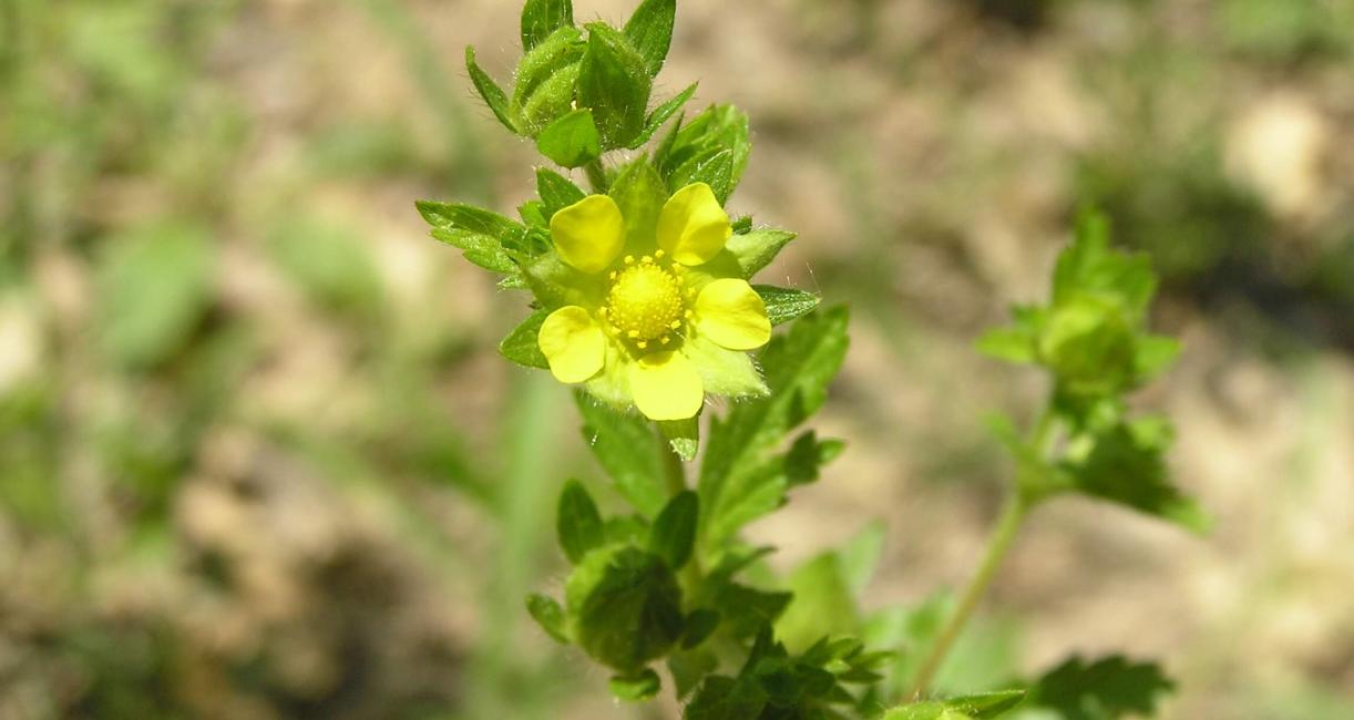 Rough Cinquefoil