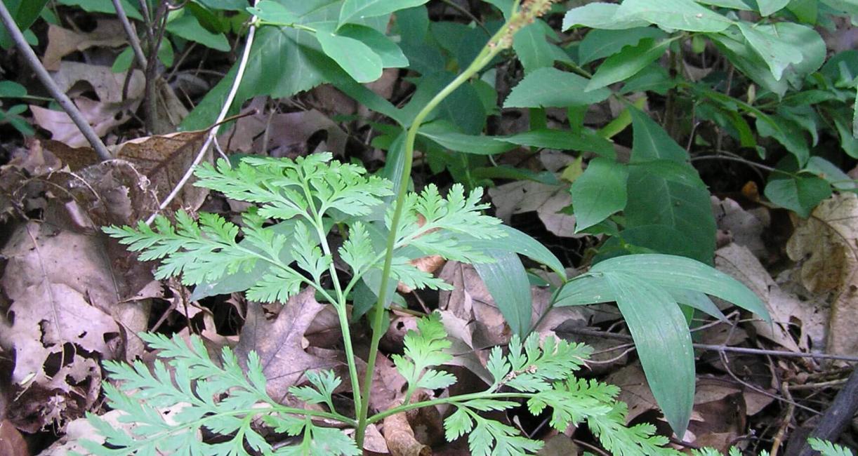 Royal Fern habit