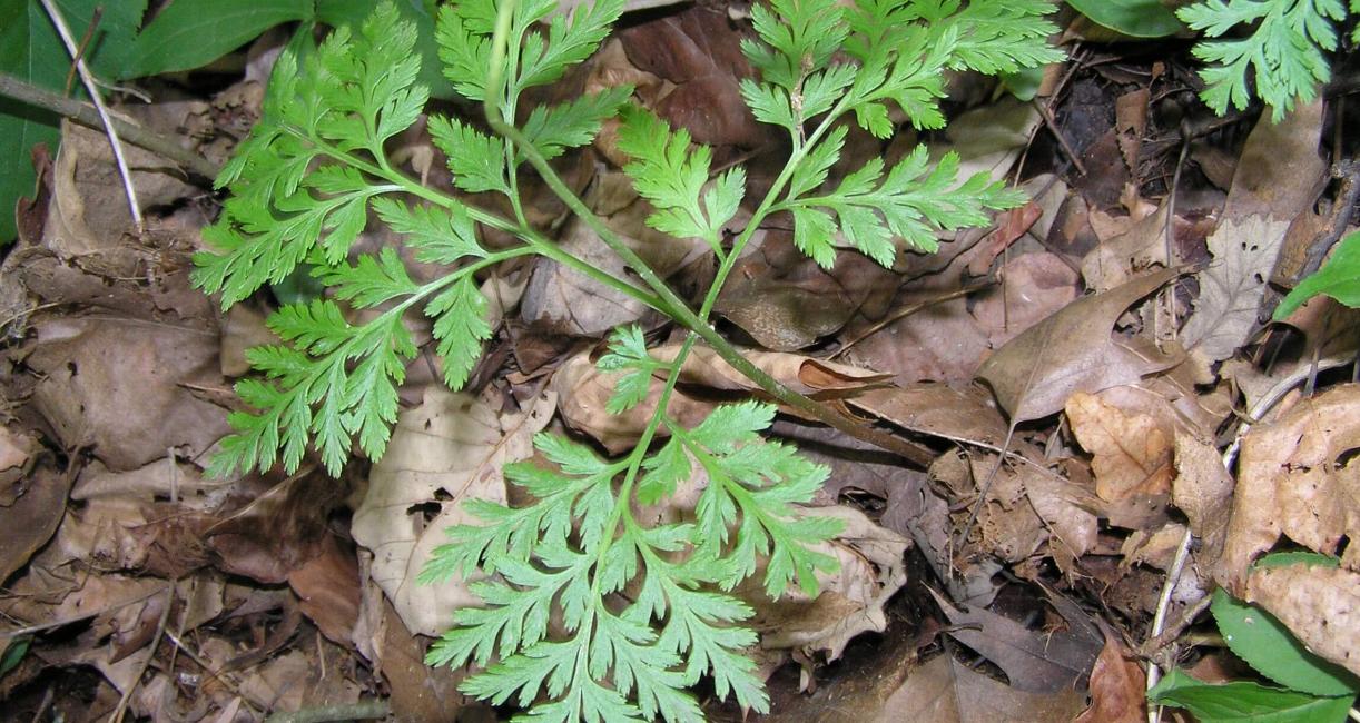 Royal Fern leaves