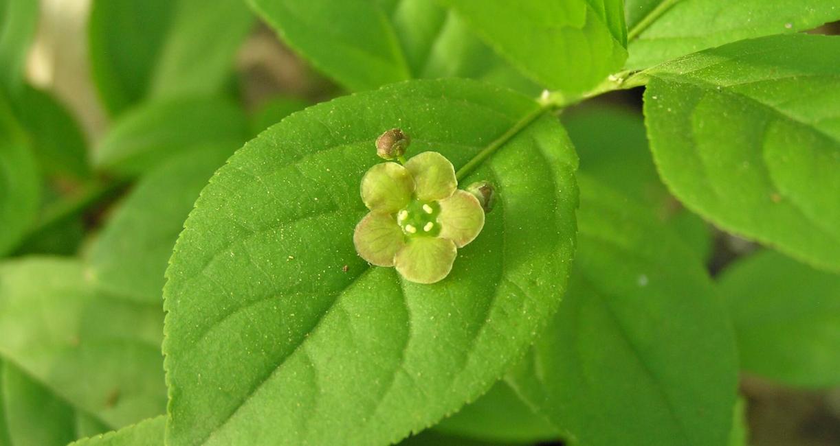 Running Strawberry Bush flower