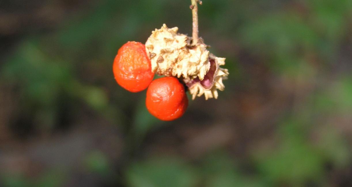 Running Strawberry Bush fruit