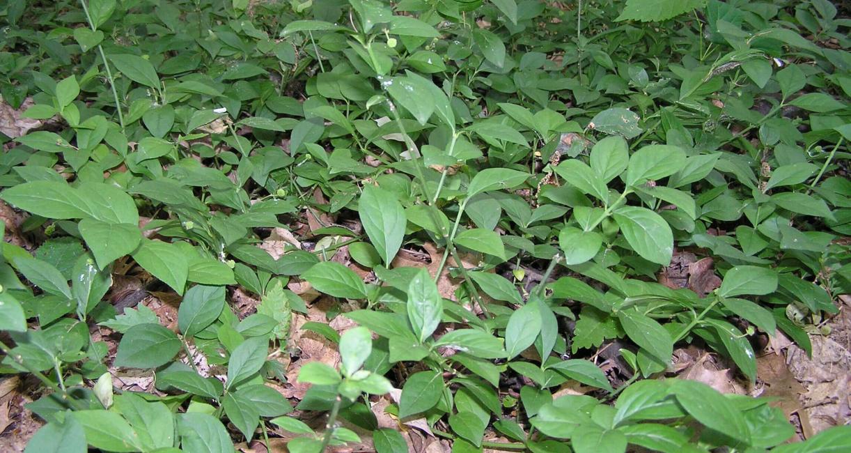 Running Strawberry Bush habit