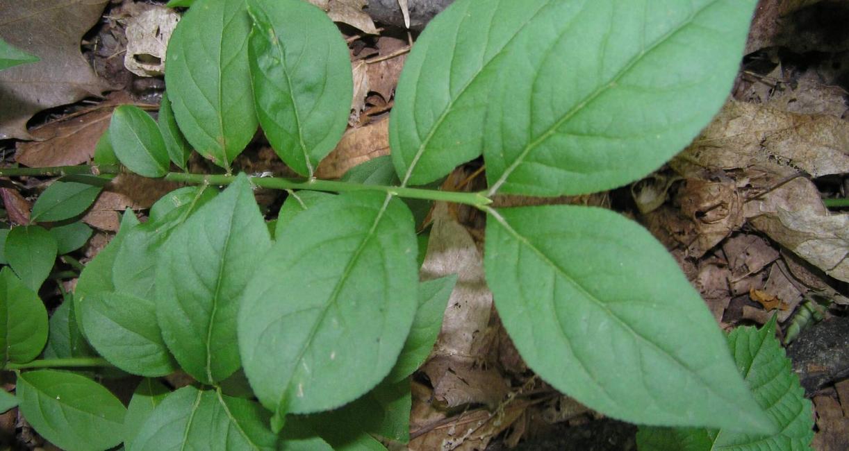 Running Strawberry Bush leaves