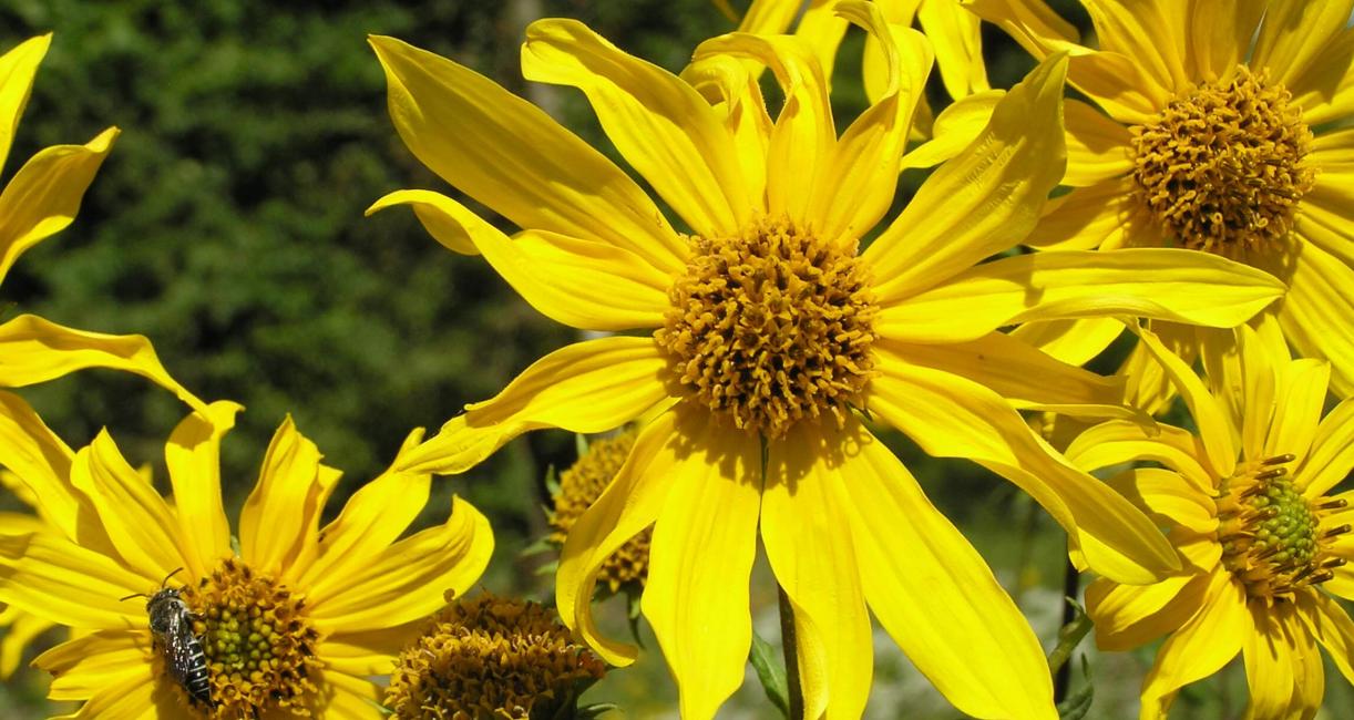 Sawtooth Sunflower flower