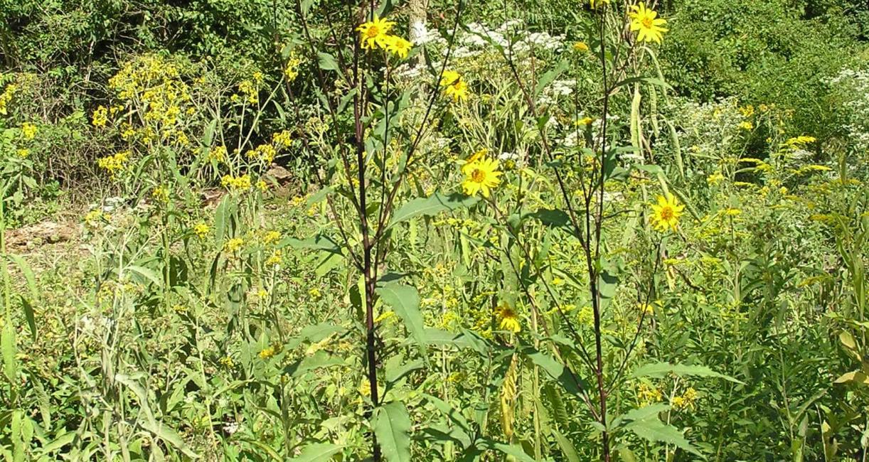 Sawtooth Sunflower habit