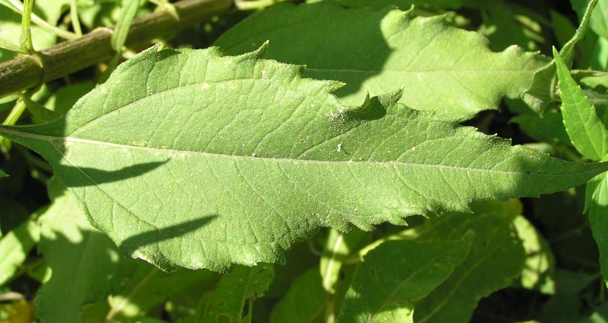 Sawtooth Sunflower leaves