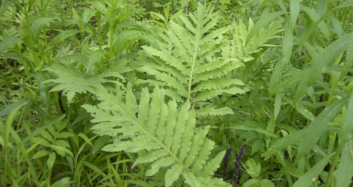 Sensitive Fern habit
