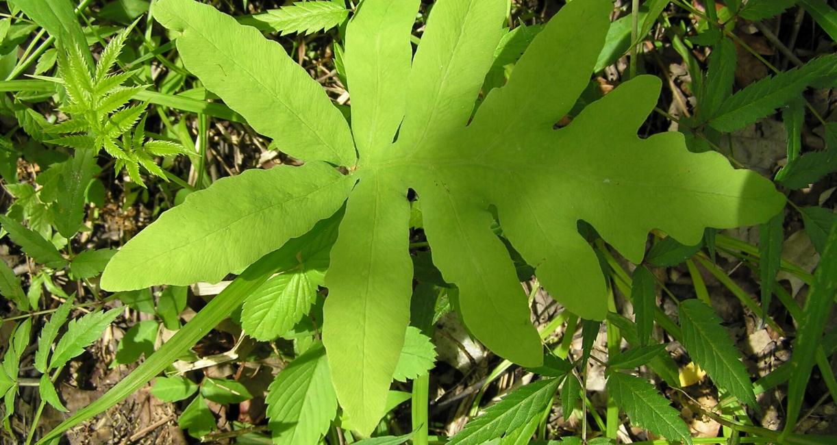 Sensitive Fern leaves