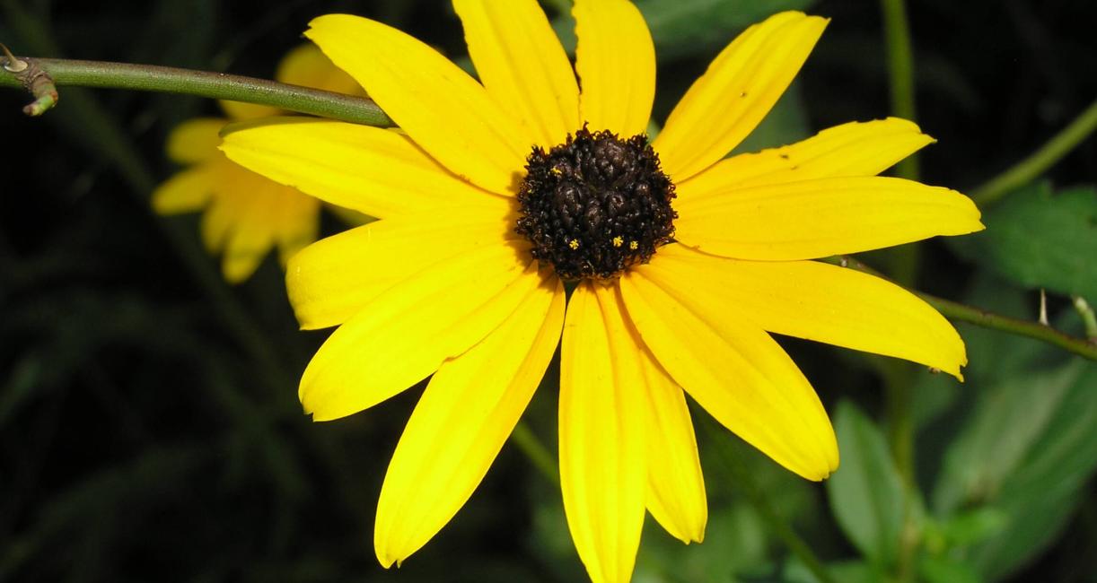 Showy Coneflower flower
