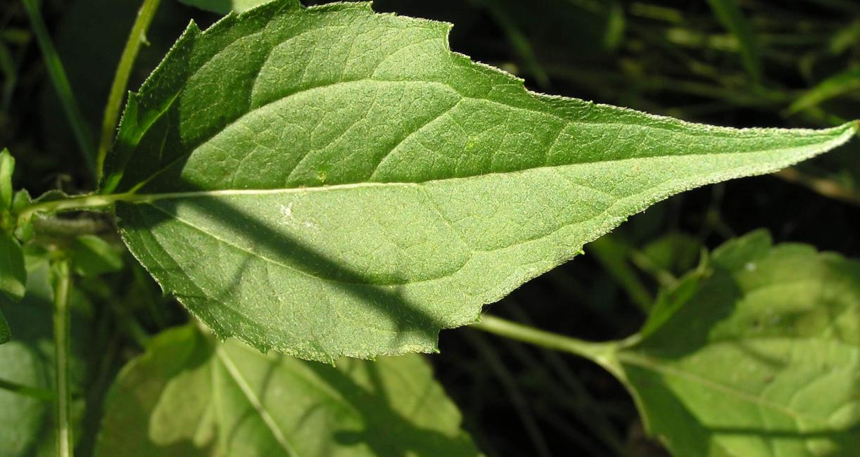 Showy Coneflower leaves