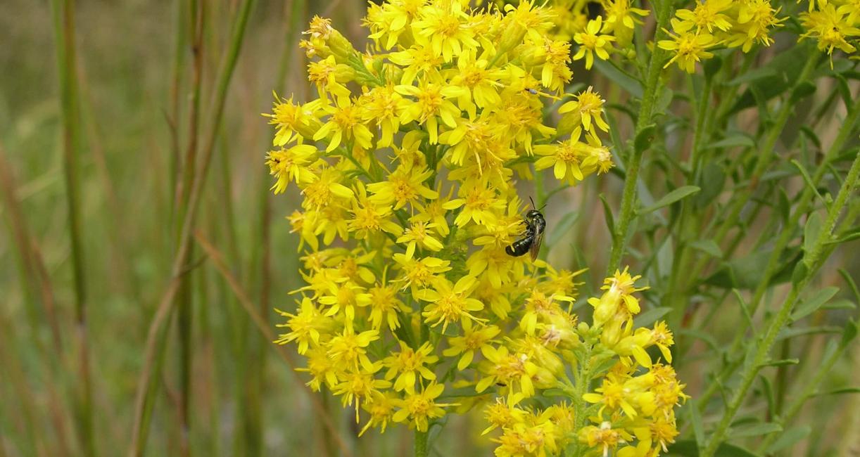 Showy Goldenrod flower