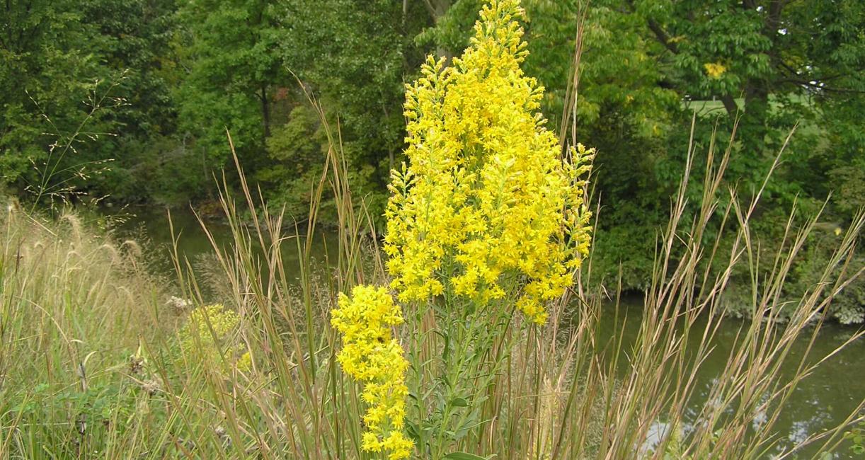 Showy Goldenrod habit