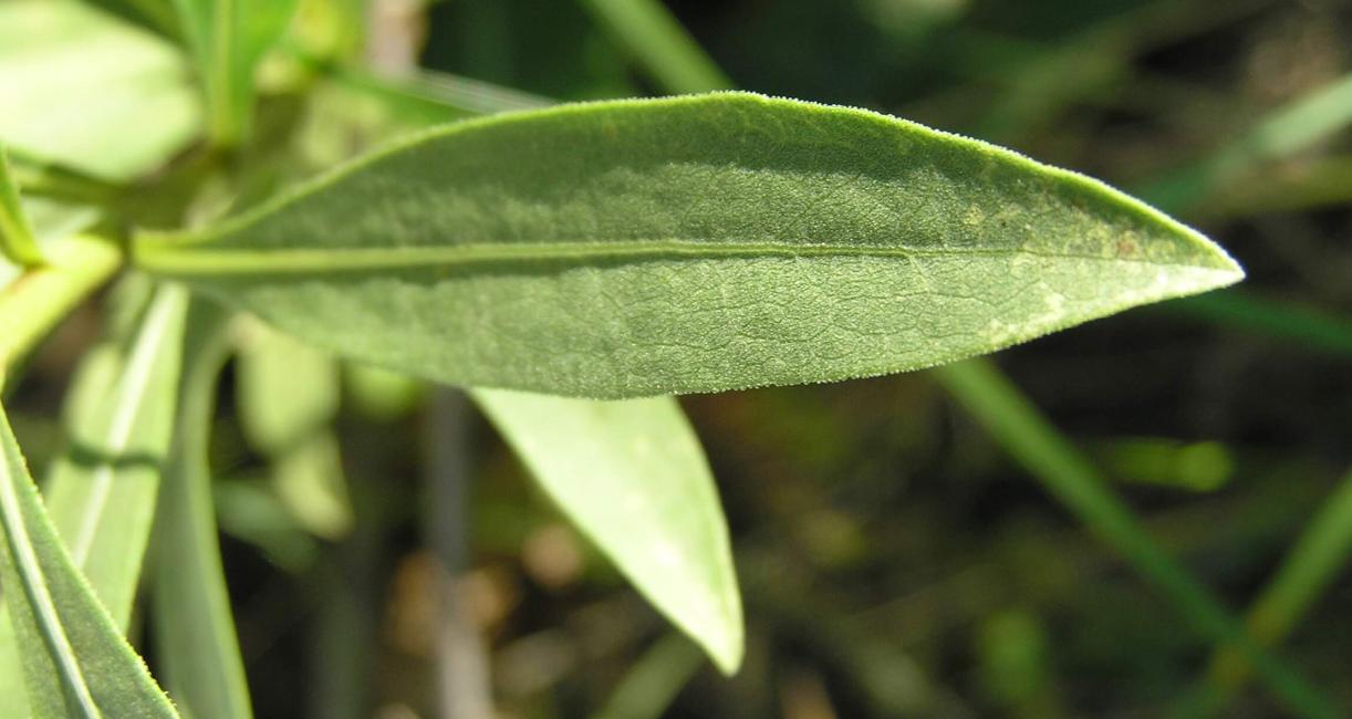 Showy Goldenrod leaves