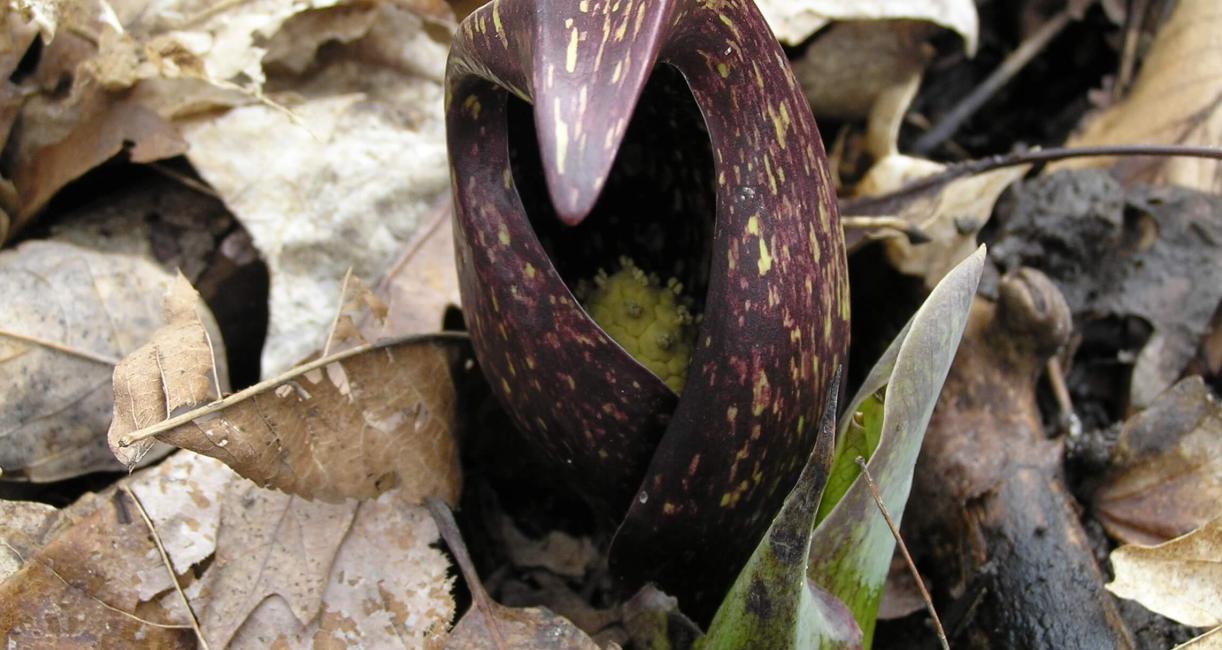 Skunk Cabbage flower
