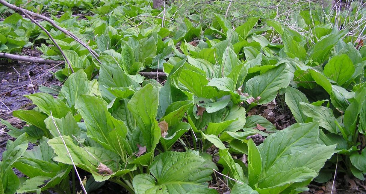Skunk Cabbage habit
