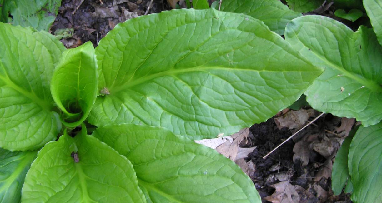 Skunk Cabbage leaves