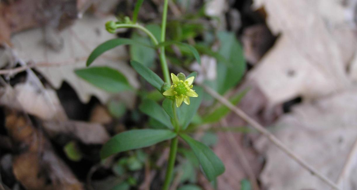 Small Flowered Crowfoot habit