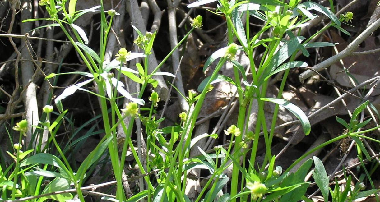 Small Flowered Crowfoot habit