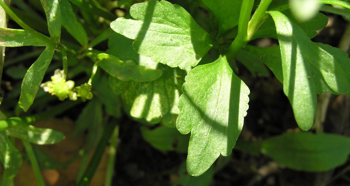 Small Flowered Crowfoot leaves