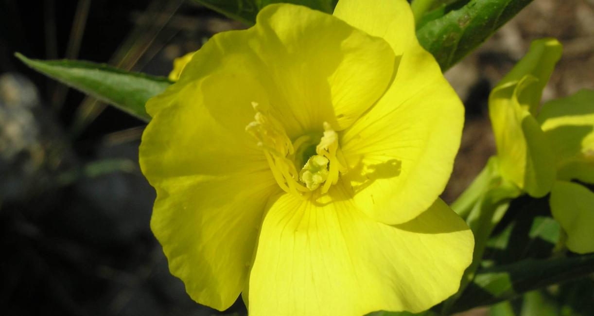 Small Flowered Sundrop flower