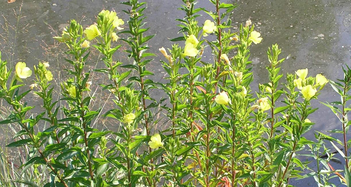 Small Flowered Sundrop habit
