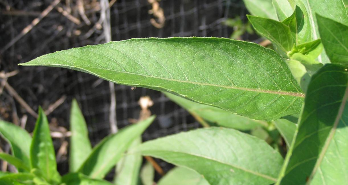 Small Flowered Sundrop leaves