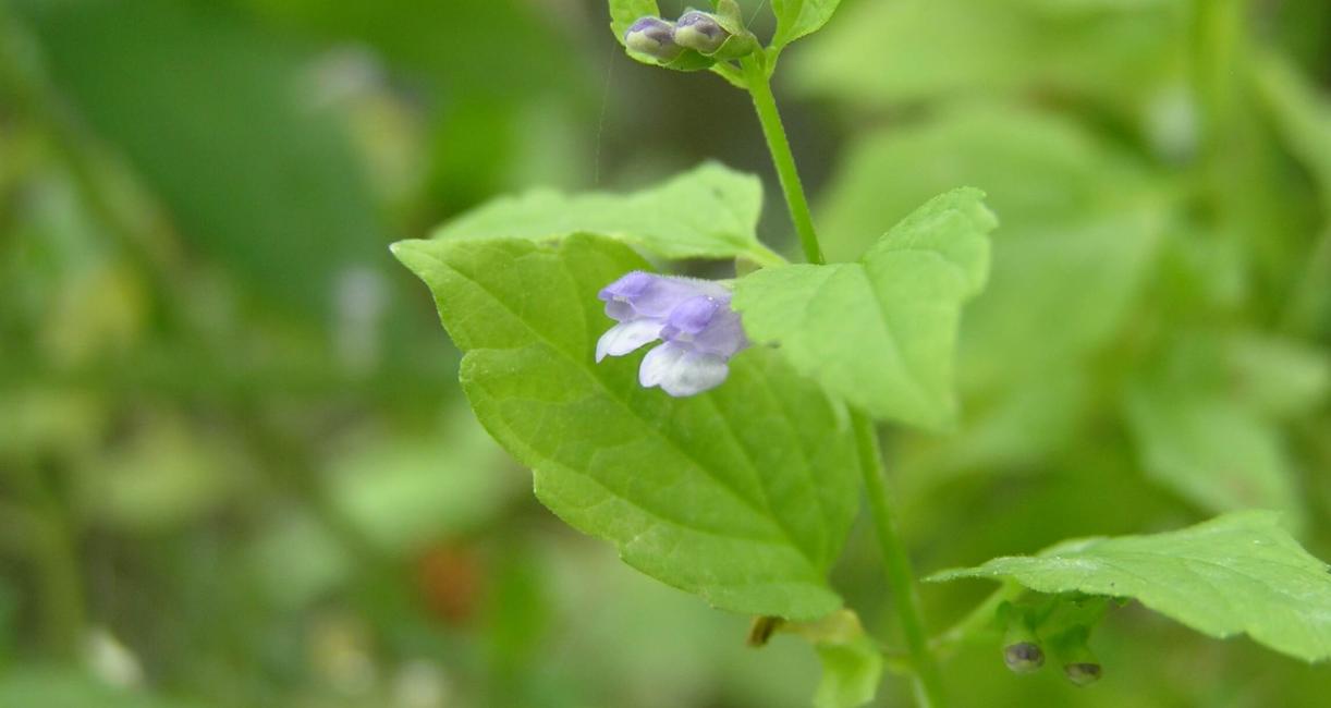 Small Skullcap flower