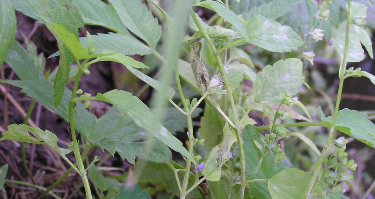 Small Skullcap habit