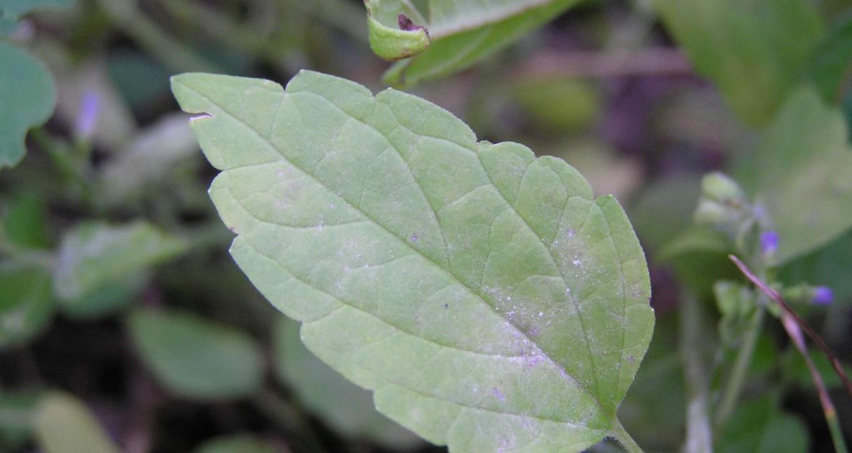 Small Skullcap leaves