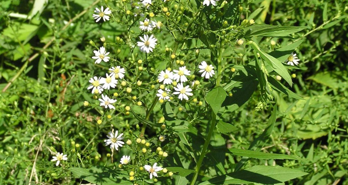 Small White Aster habit