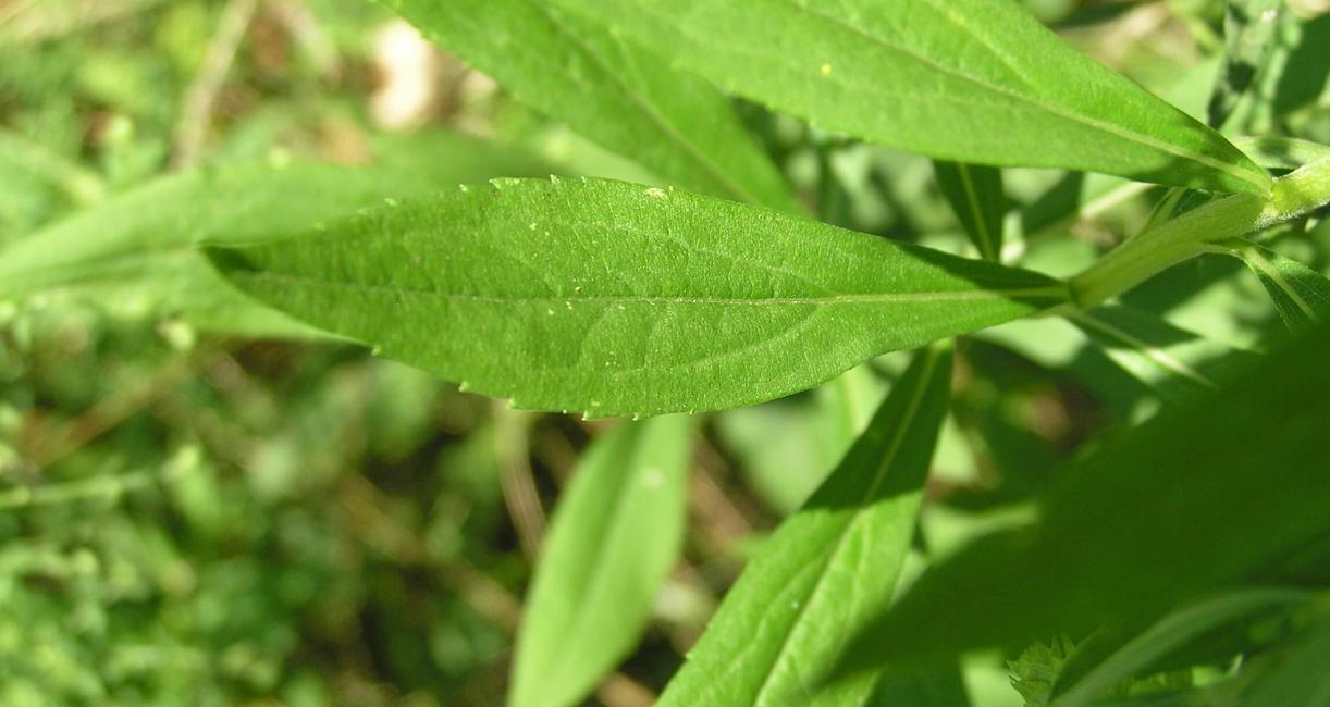 Small White Aster leaves