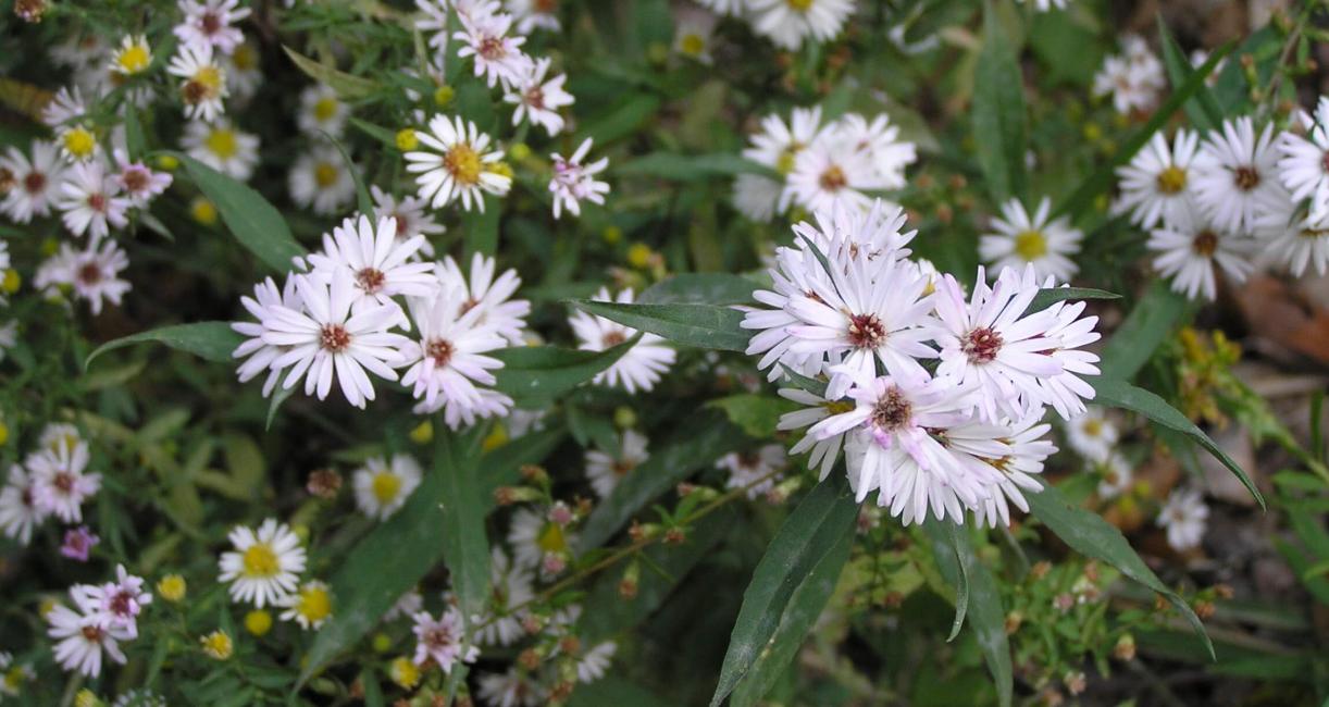 Small White Aster