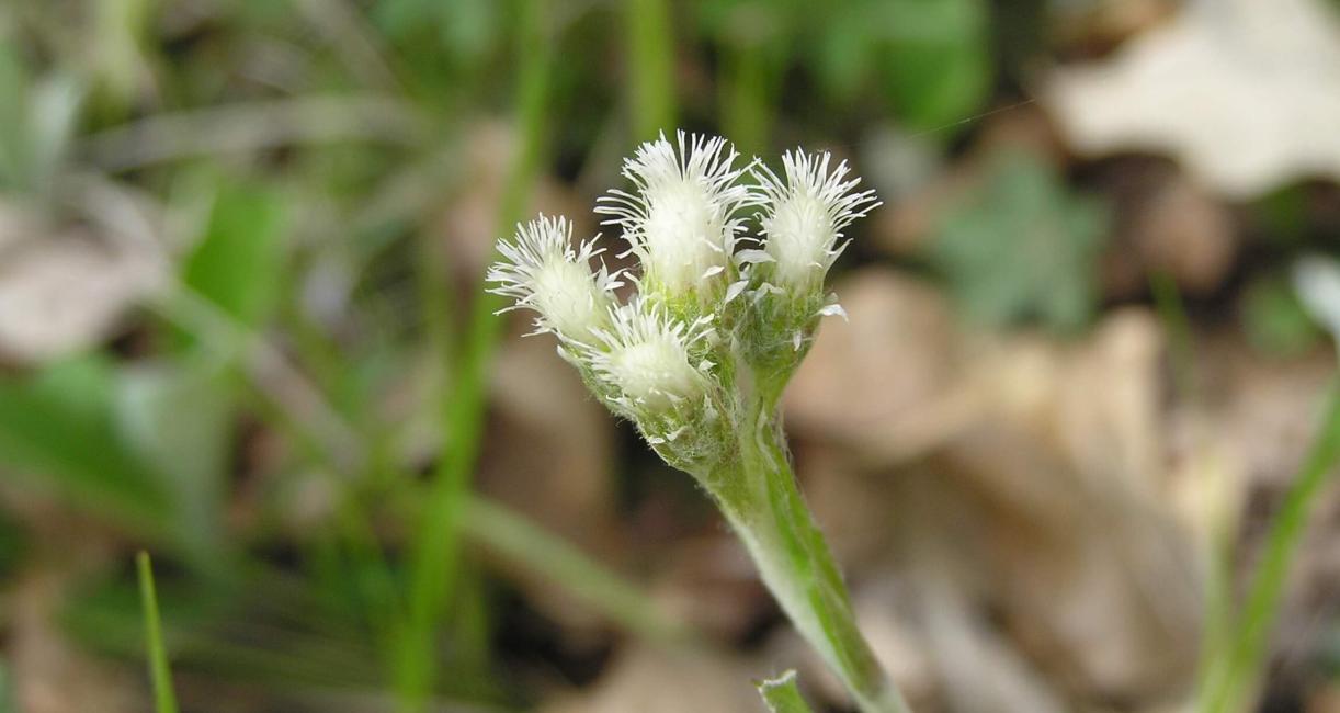 Smaller Pussytoes flower