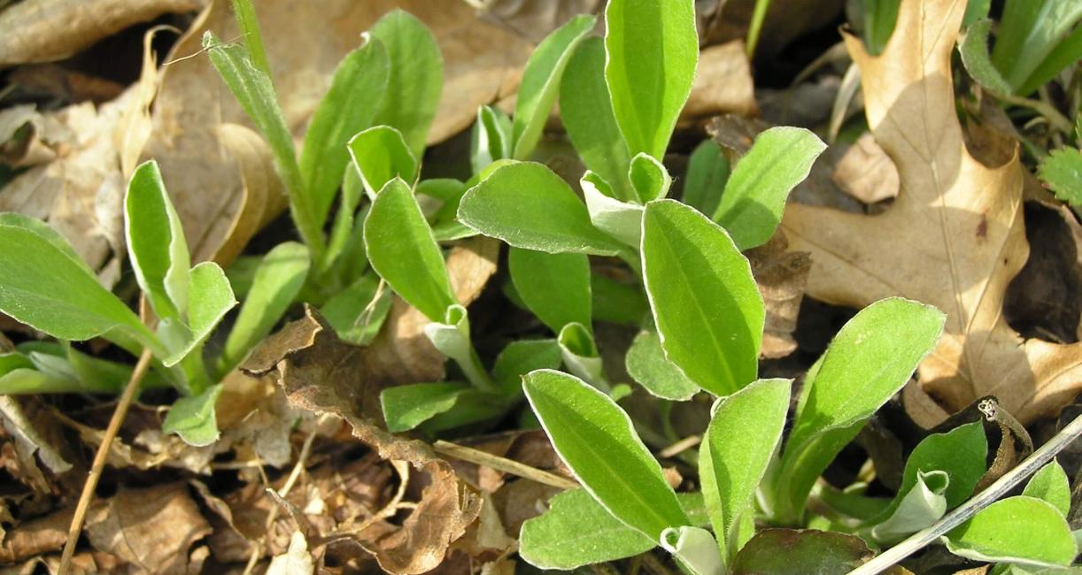 Smaller Pussytoes leaves