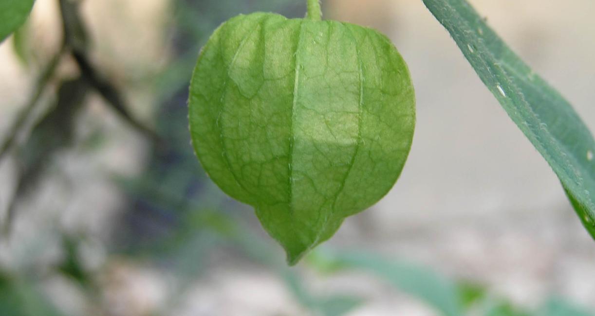 Smooth Ground Cherry fruit