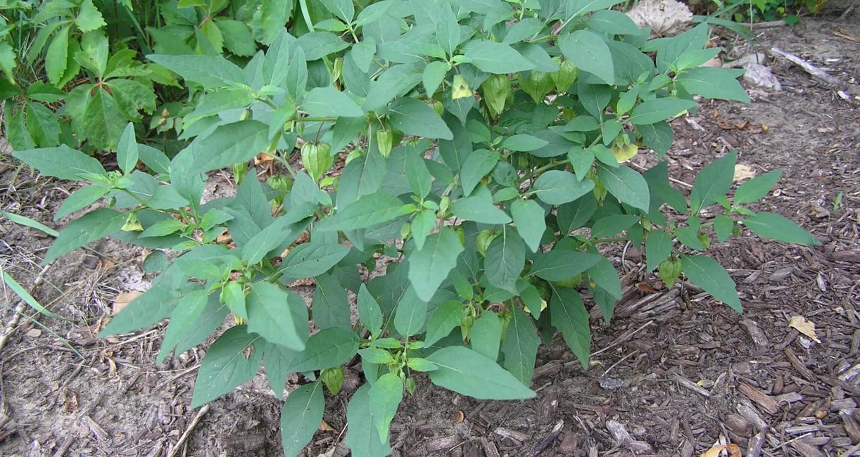 Smooth Ground Cherry habit